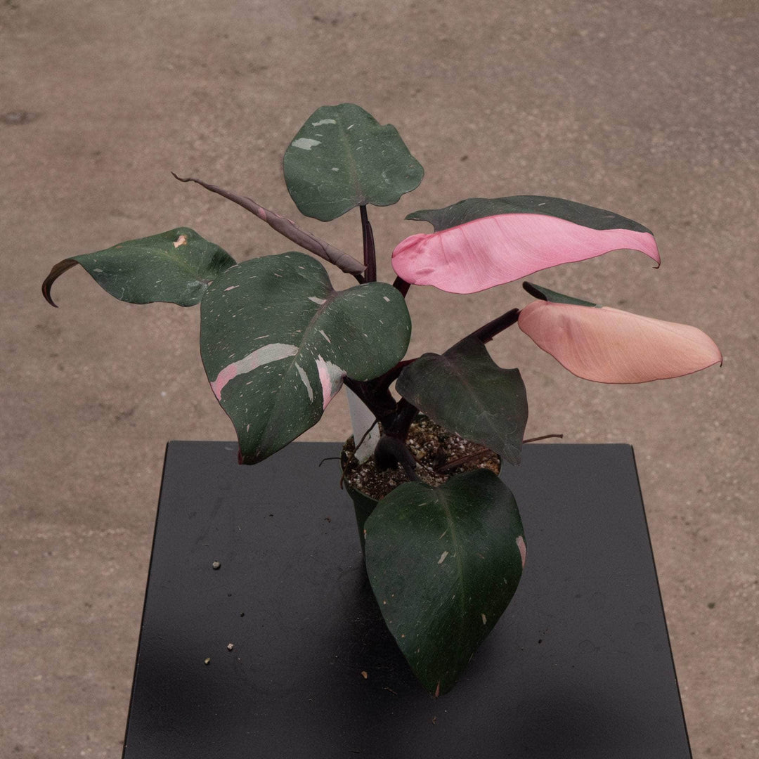 does pink princess need a moss pole Philodendron Pink Princess - 4"