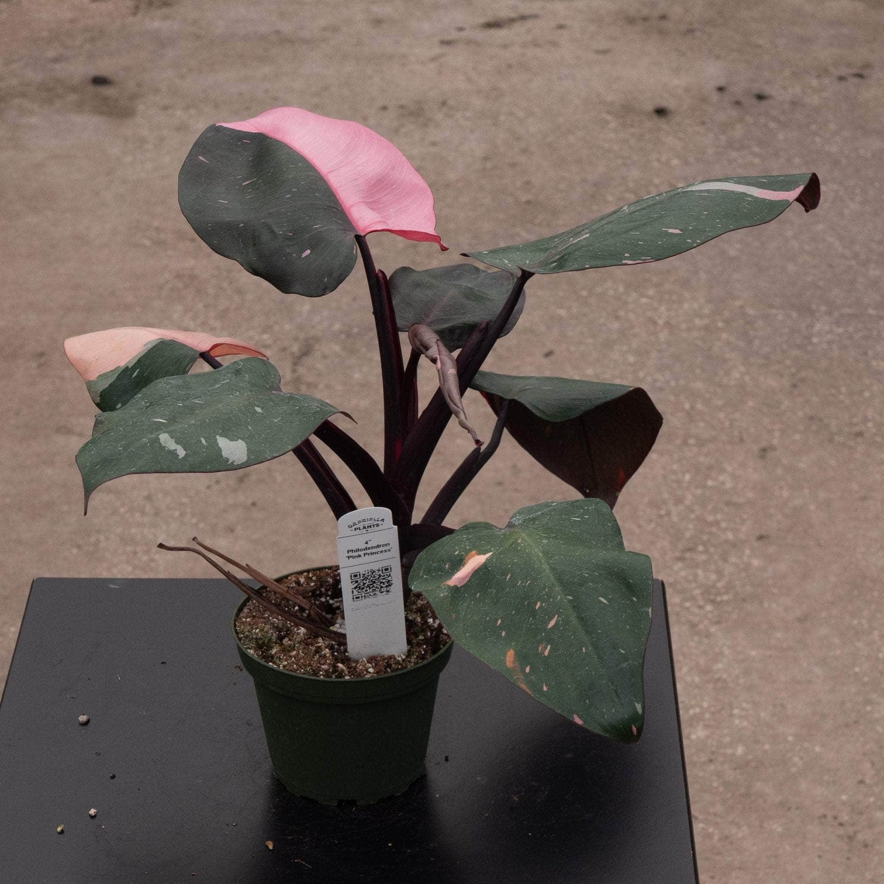 pink princess philodendron not pink Philodendron Pink Princess - 4"
