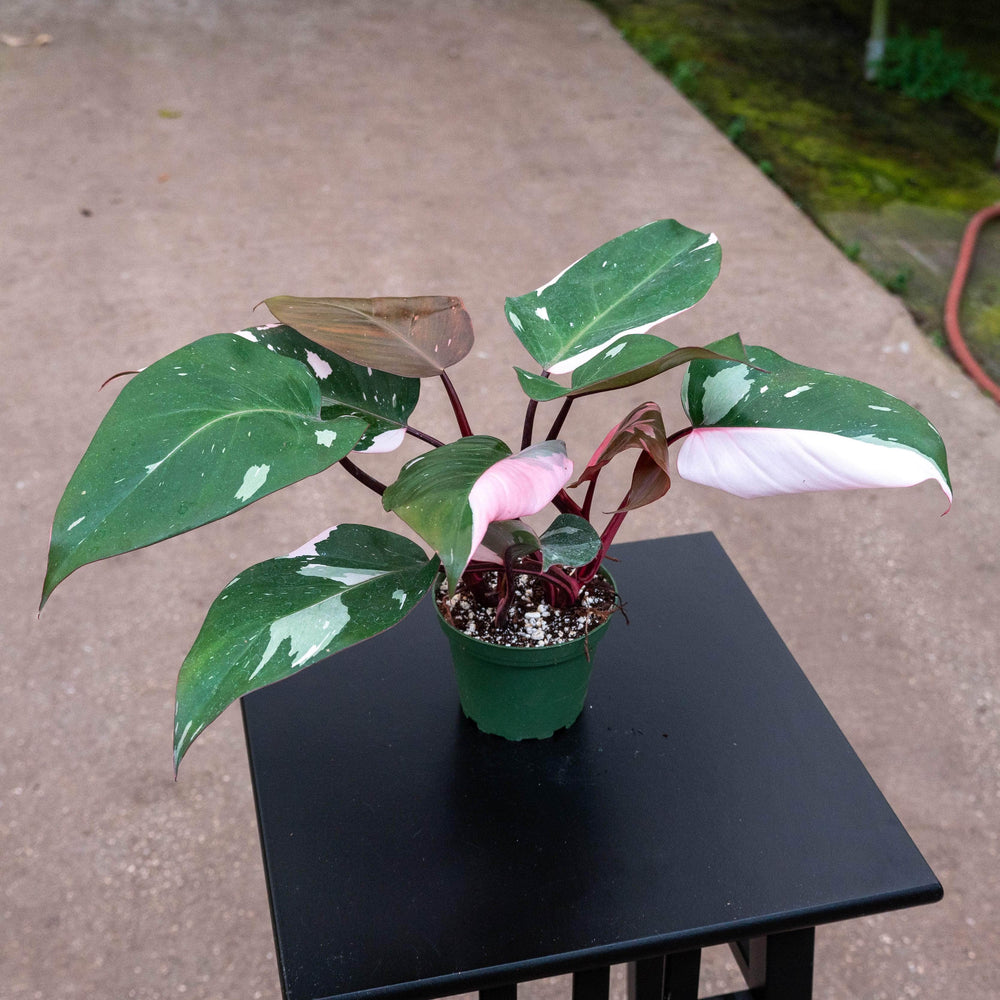 Gabriella Plants Philodendron Philodendron Pink Princess - 4"