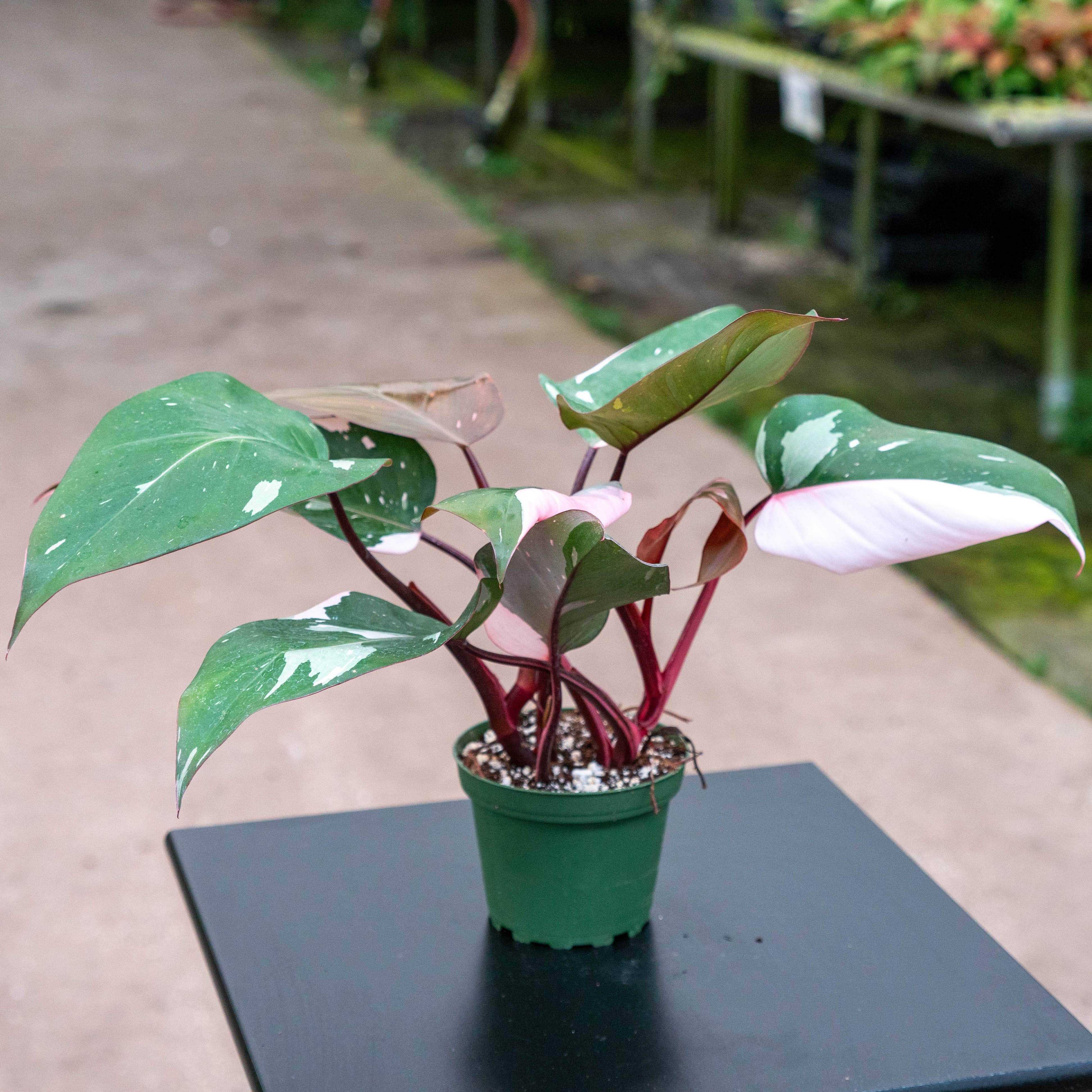 Gabriella Plants Philodendron Philodendron Pink Princess - 4"