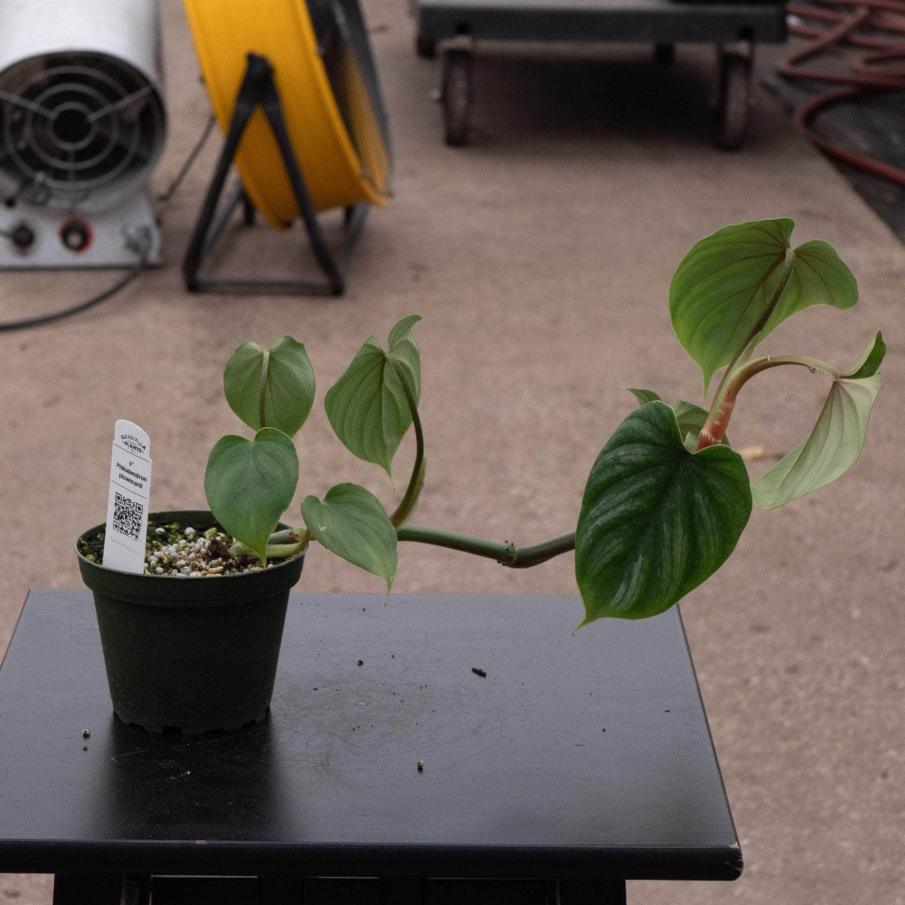 philodendron plowmanii propagation Philodendron plowmanii
