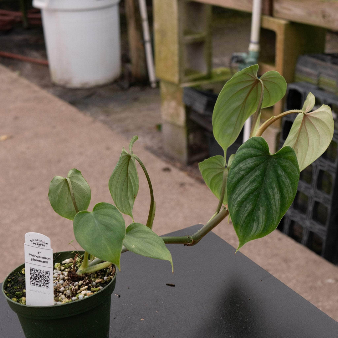 philodendron plowmanii uk Philodendron plowmanii