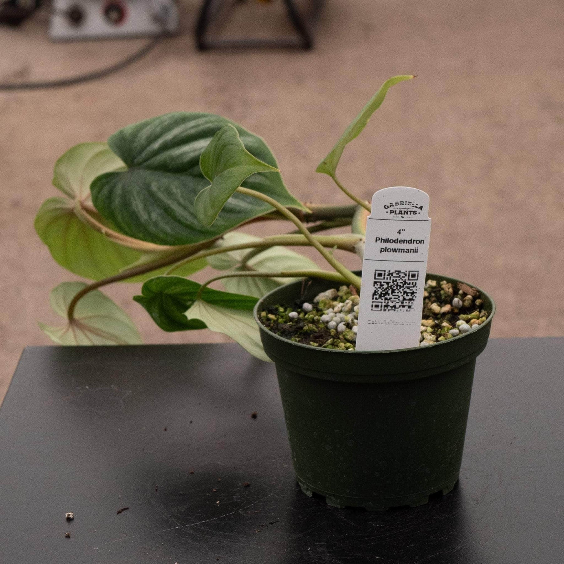 philodendron plowmanii stem Philodendron plowmanii