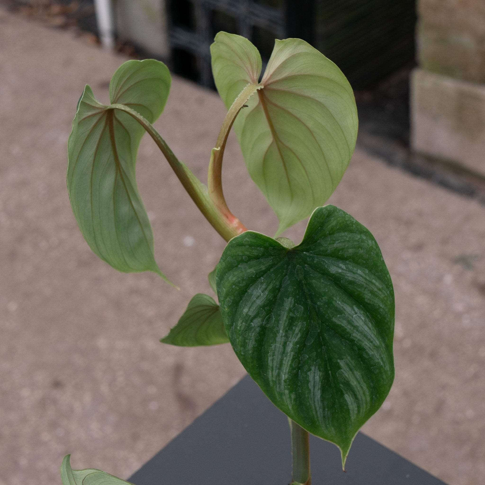 Philodendron plowmanii - Gabriella Plants