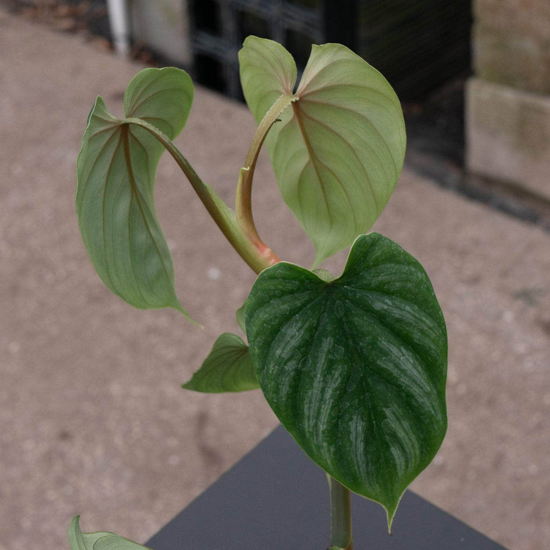 philodendron plowmanii propagation Philodendron plowmanii