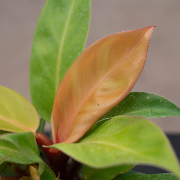 Gabriella Plants Philodendron Philodendron &
