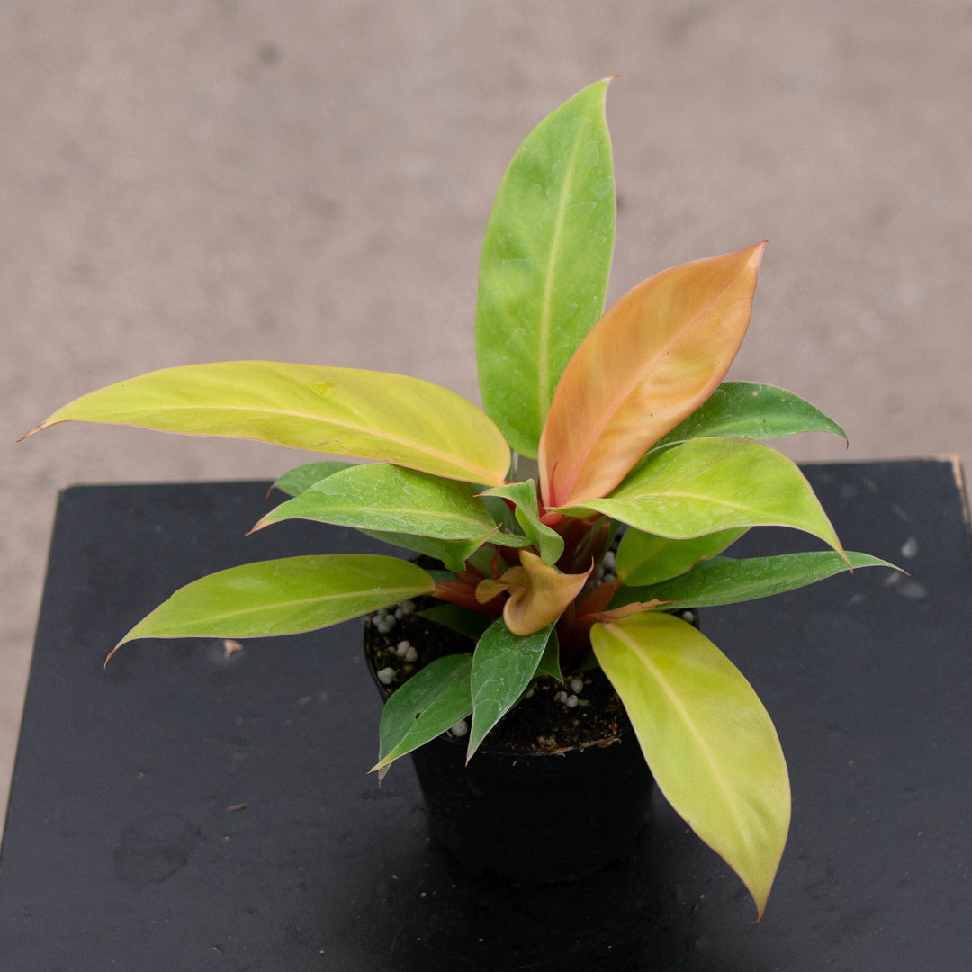 Gabriella Plants Philodendron Philodendron &