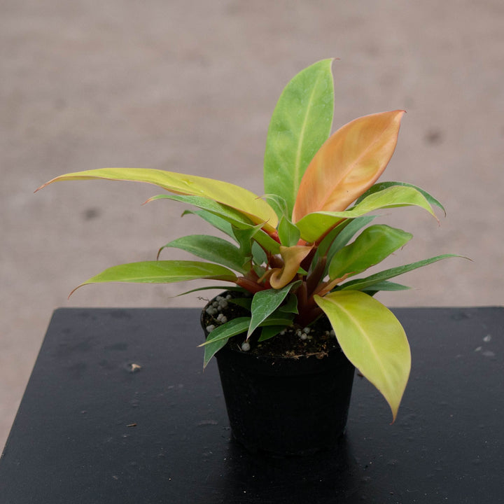 Gabriella Plants Philodendron Philodendron &