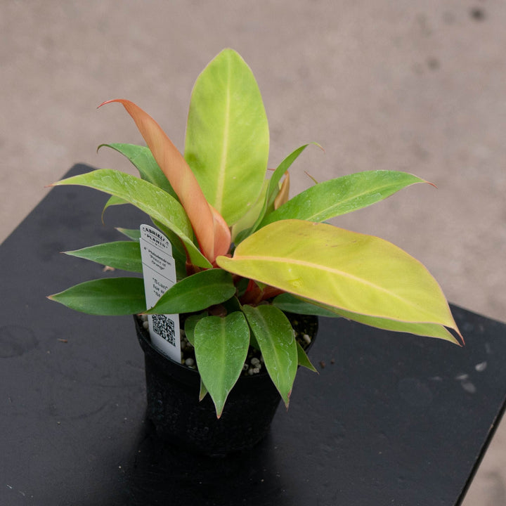 Gabriella Plants Philodendron Philodendron &
