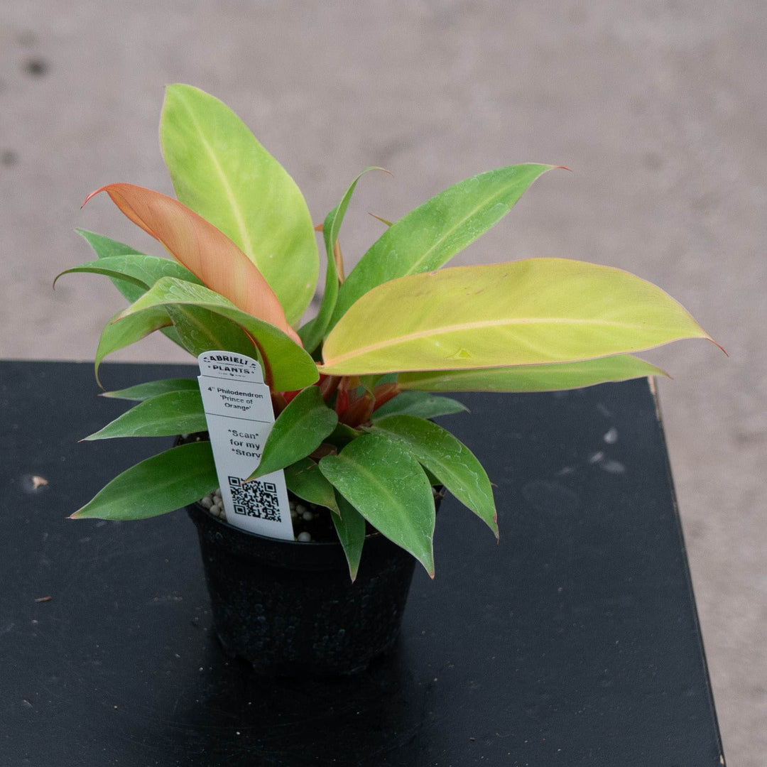 Gabriella Plants Philodendron Philodendron &