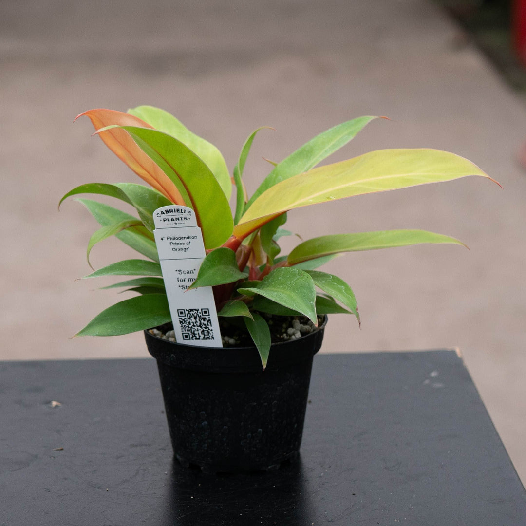 Gabriella Plants Philodendron 4" Philodendron 'Prince of Orange'