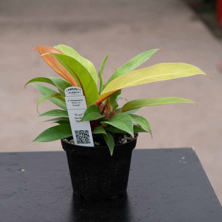 Gabriella Plants Philodendron 4" Philodendron &
