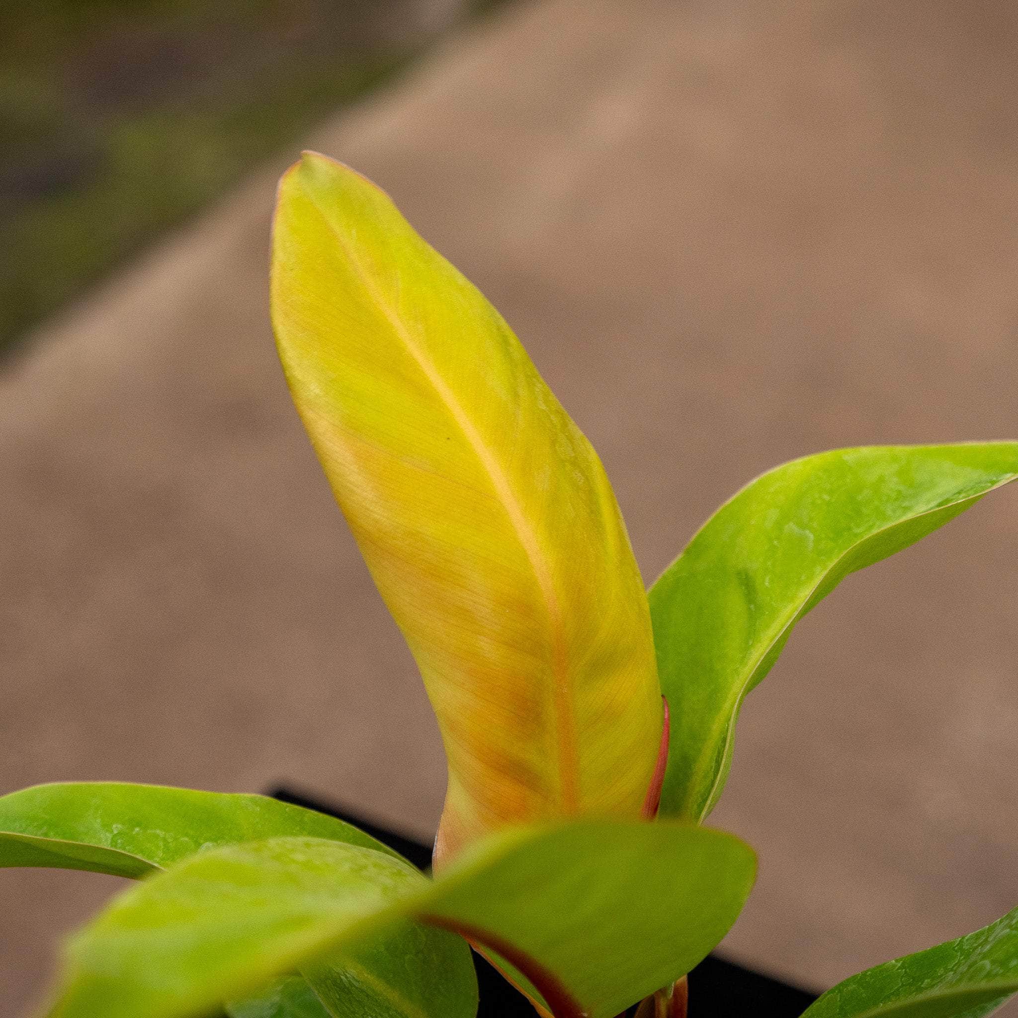 Gabriella Plants Philodendron 4" Philodendron 'Prince of Orange'