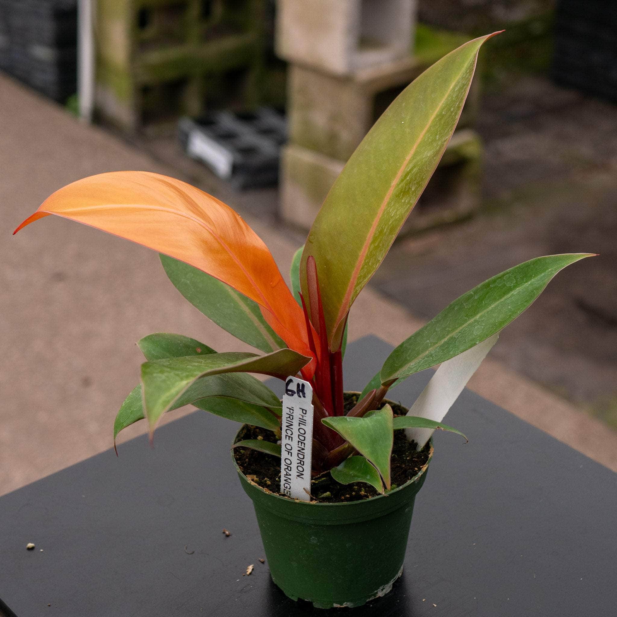 orange philodendron for sale Philodendron 'Prince of Orange'