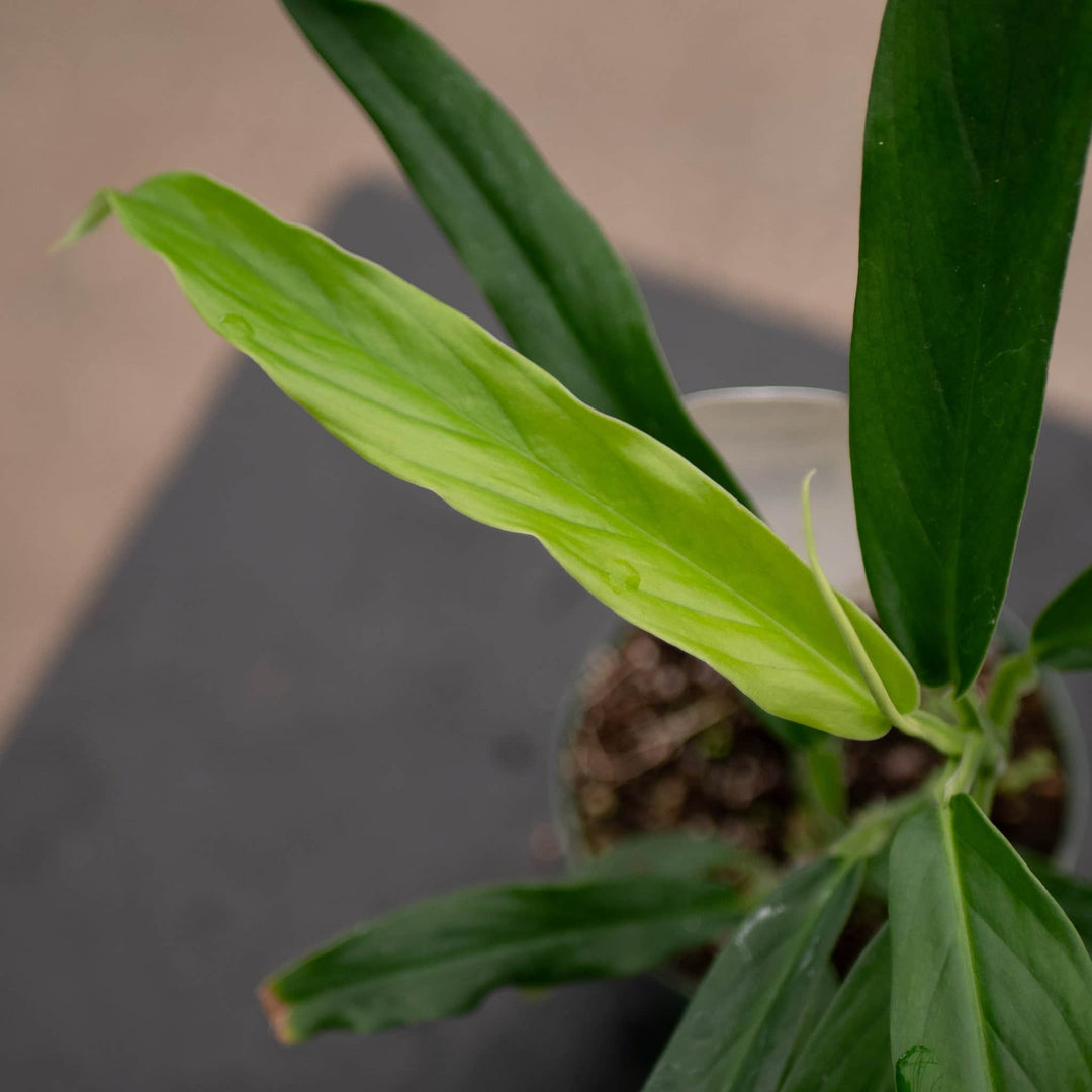 Gabriella Plants Philodendron 3" Philodendron pteromischum 'Narrow'