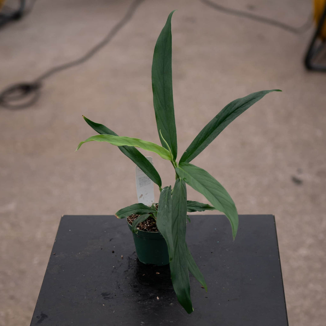 Gabriella Plants Philodendron 3" Philodendron pteromischum 'Narrow'