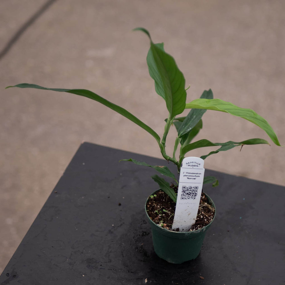Gabriella Plants Philodendron 3" Philodendron pteromischum 'Narrow'