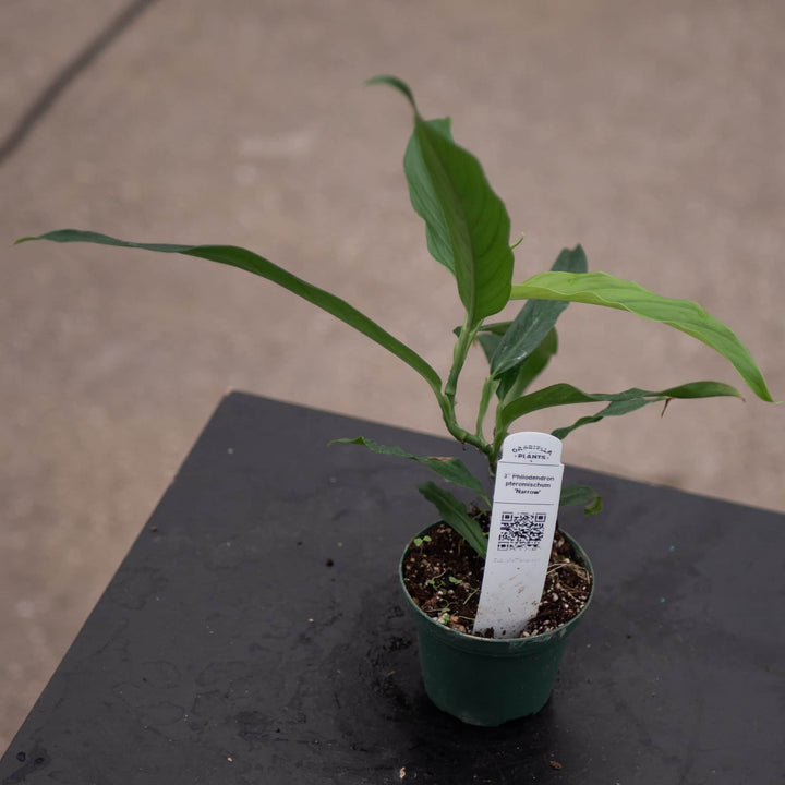 Gabriella Plants Philodendron 3" Philodendron pteromischum 'Narrow'