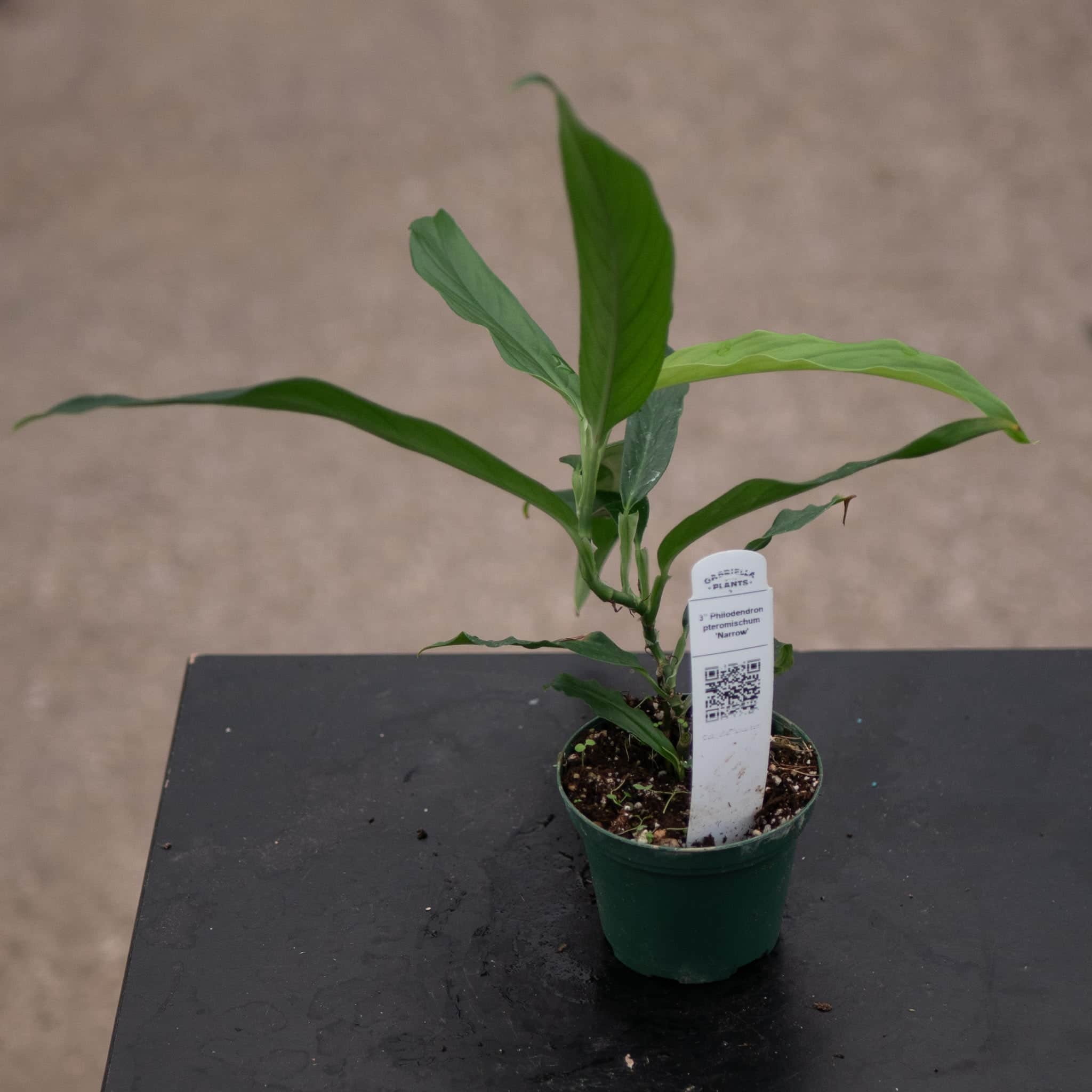 narrow leaf philodendron Philodendron pteromischum 'Narrow'