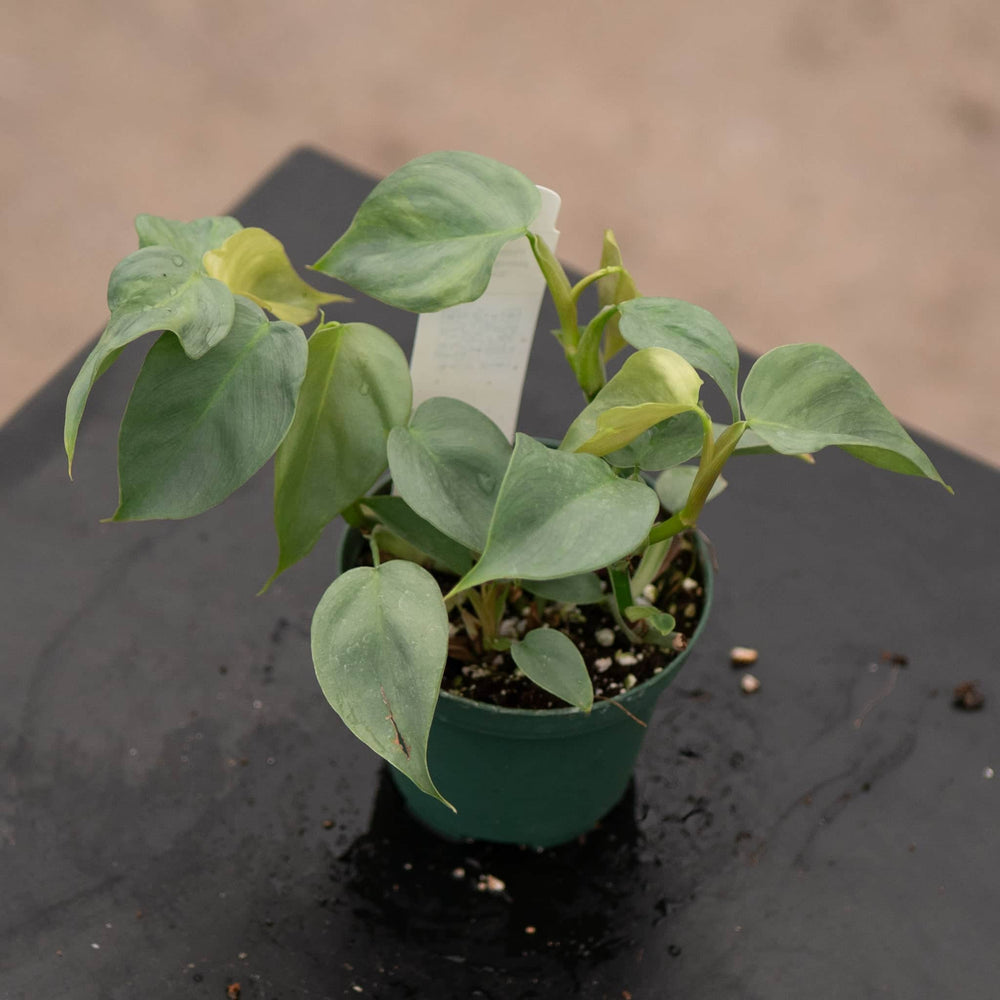 Gabriella Plants Philodendron 3" Philodendron pteropus aff. 'Silver'