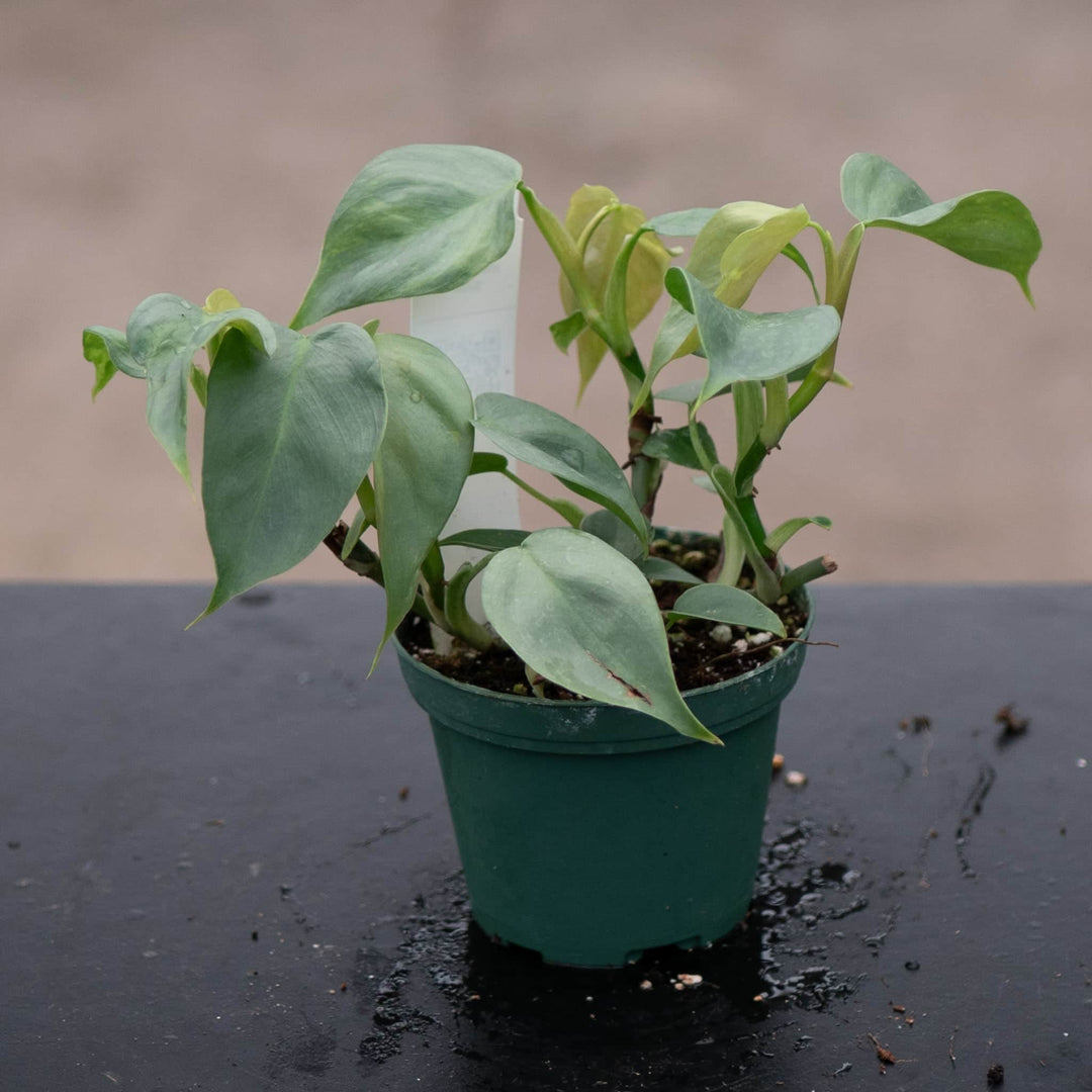 silver philodendron Philodendron pteropus aff. 'Silver'