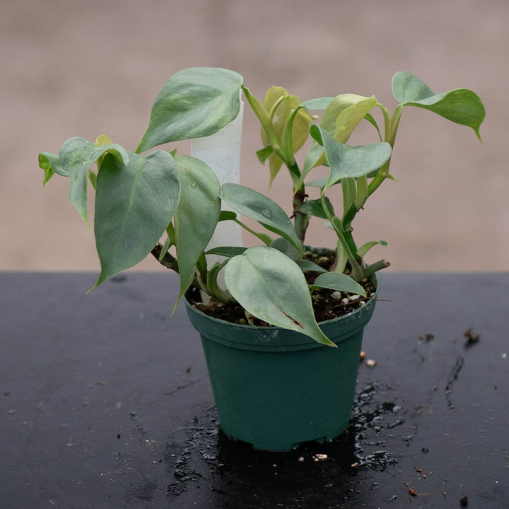 Gabriella Plants Philodendron 3" Philodendron pteropus aff. 'Silver'