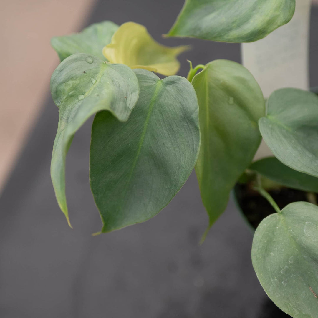 philodendron pteropus Philodendron pteropus aff. 'Silver'