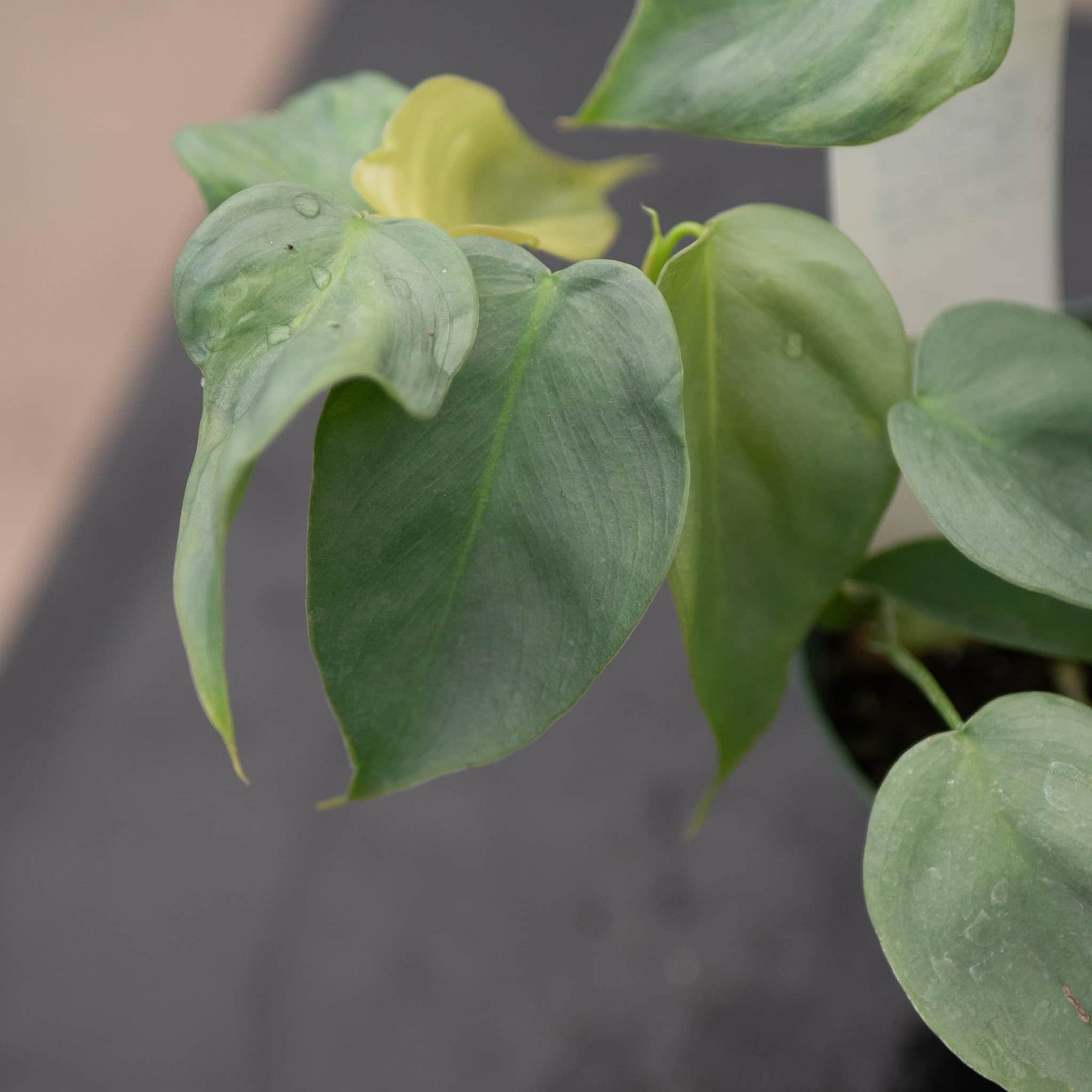 philodendron silver leaves Philodendron pteropus aff. 'Silver'