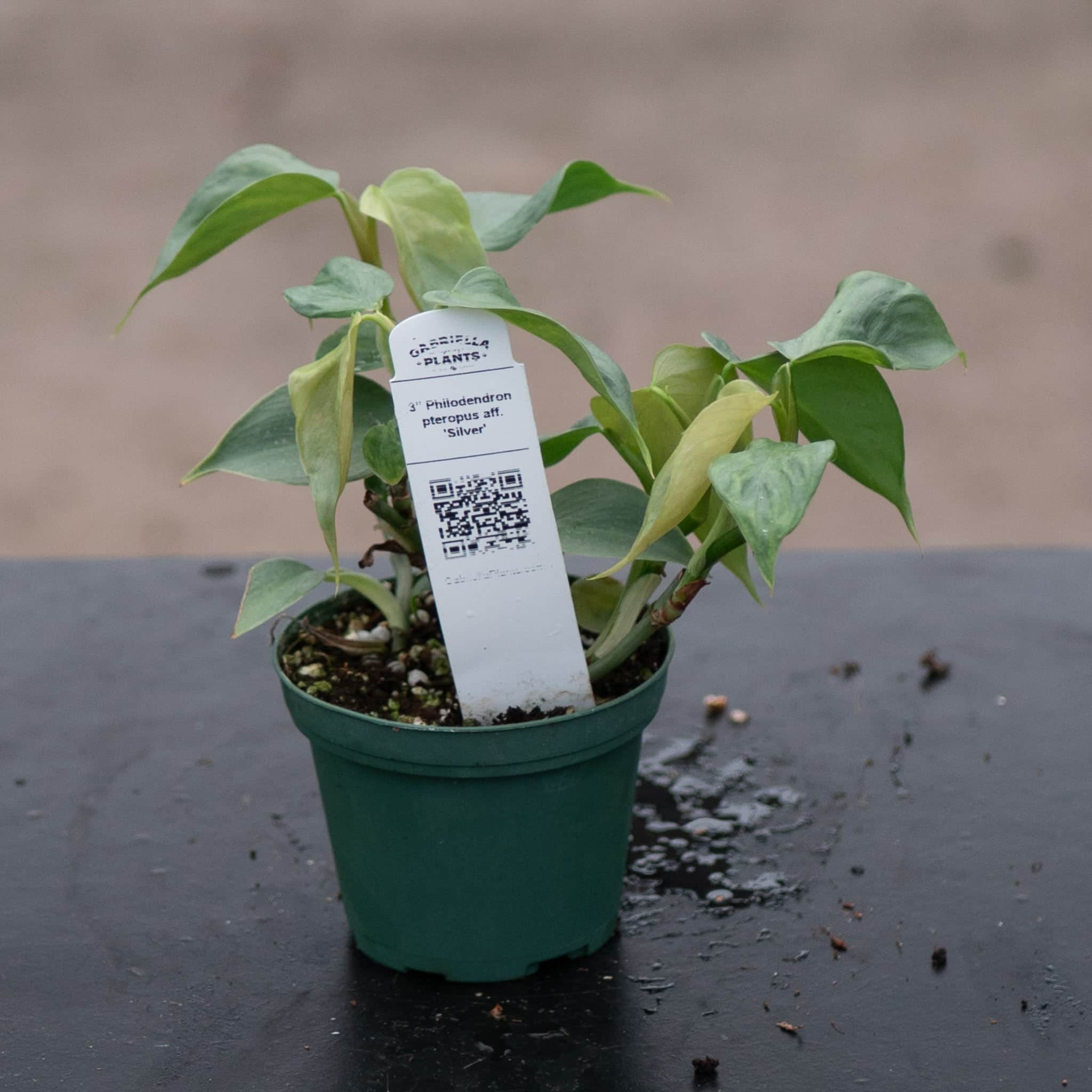 philodendron-sp. mini aff pteropus Philodendron pteropus aff. 'Silver'