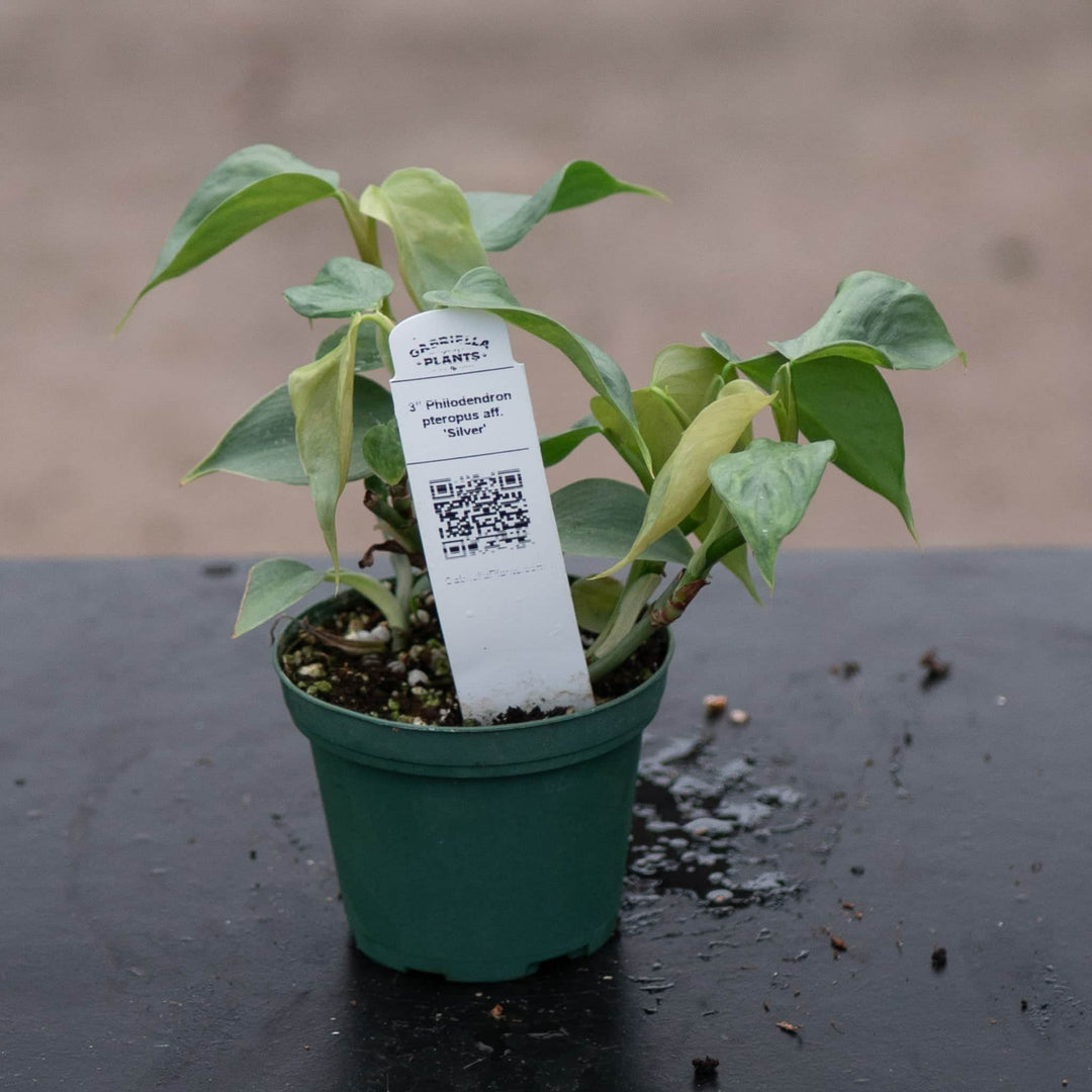 philodendron silver plant Philodendron pteropus aff. 'Silver'