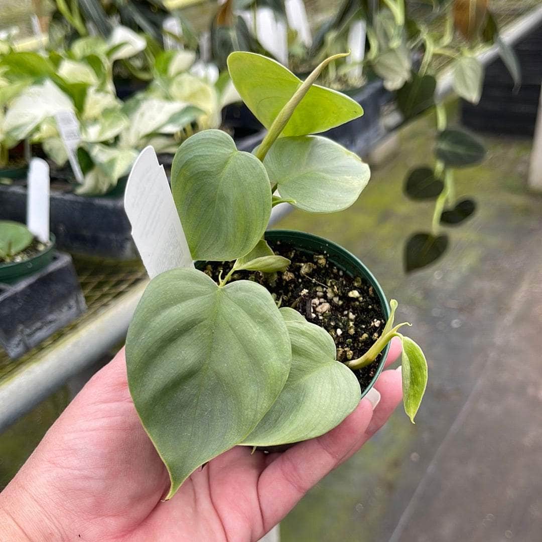 Gabriella Plants Philodendron 3" Philodendron pteropus aff. 'Silver'