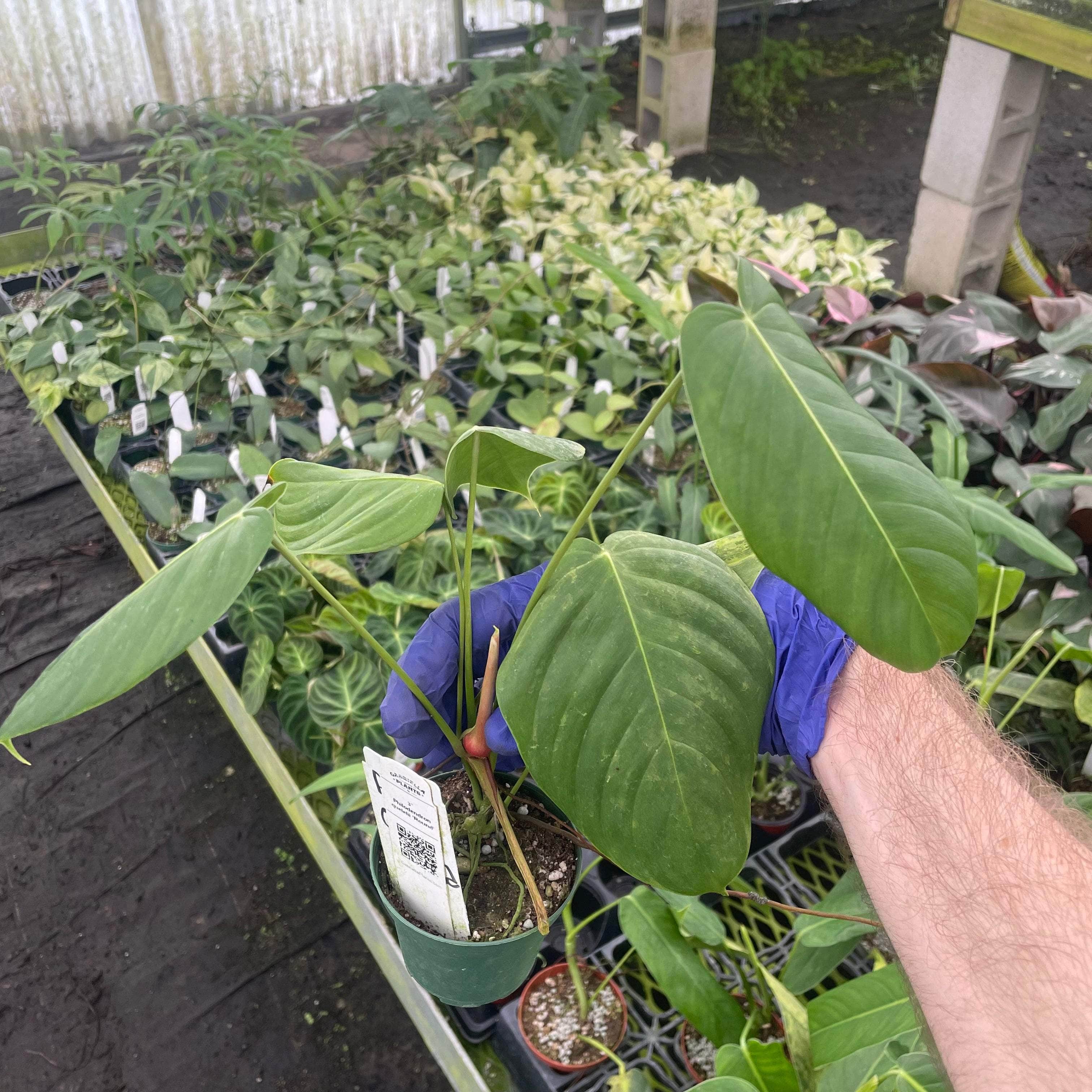 philodendron clarkei Philodendron quelelii ‘Round’