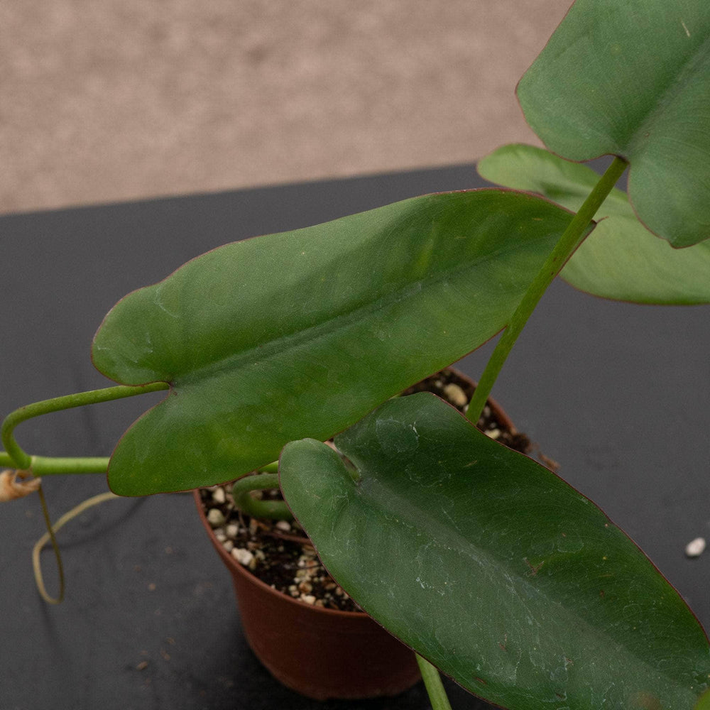 Gabriella Plants Philodendron 3" Philodendron recurvifolium