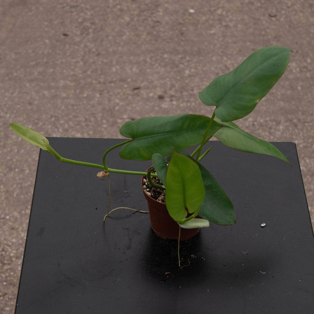 small leaves on philodendron Philodendron recurvifolium