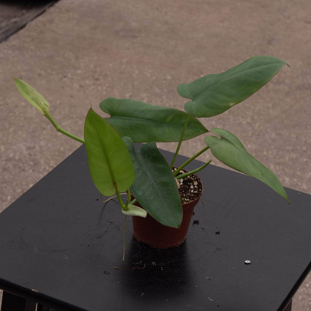 philodendron elongate Philodendron recurvifolium