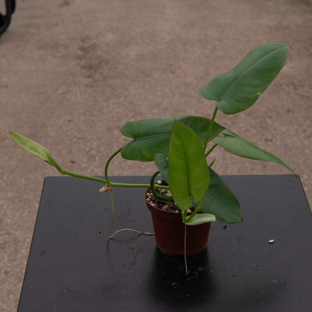 Gabriella Plants Philodendron 3" Philodendron recurvifolium