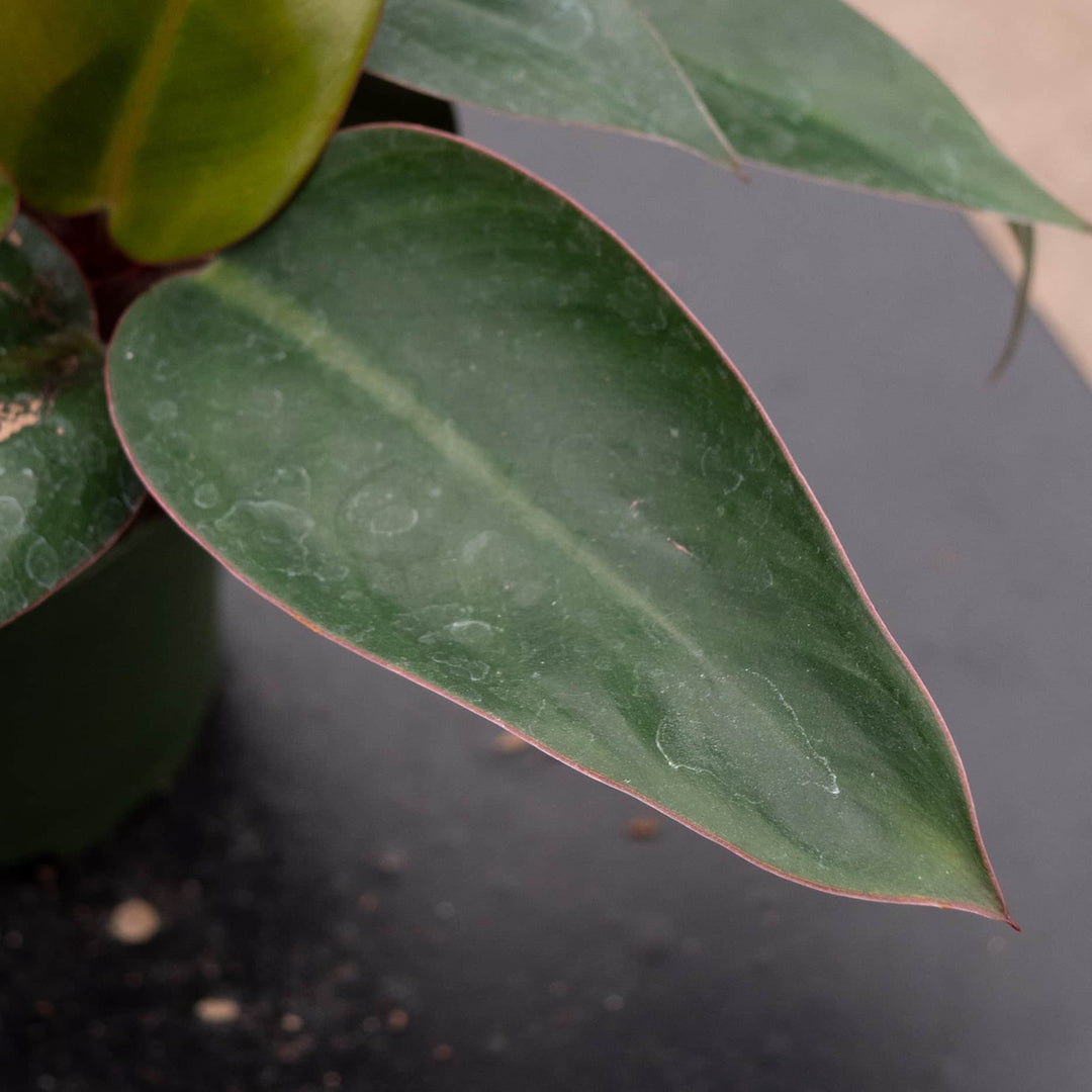 congo leaf philodendron Philodendron 'Red Congo Mini'