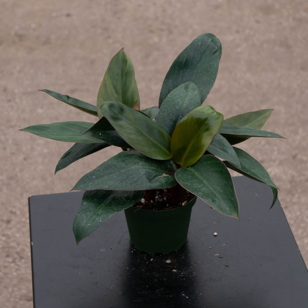 black congo philodendron Philodendron 'Red Congo Mini'