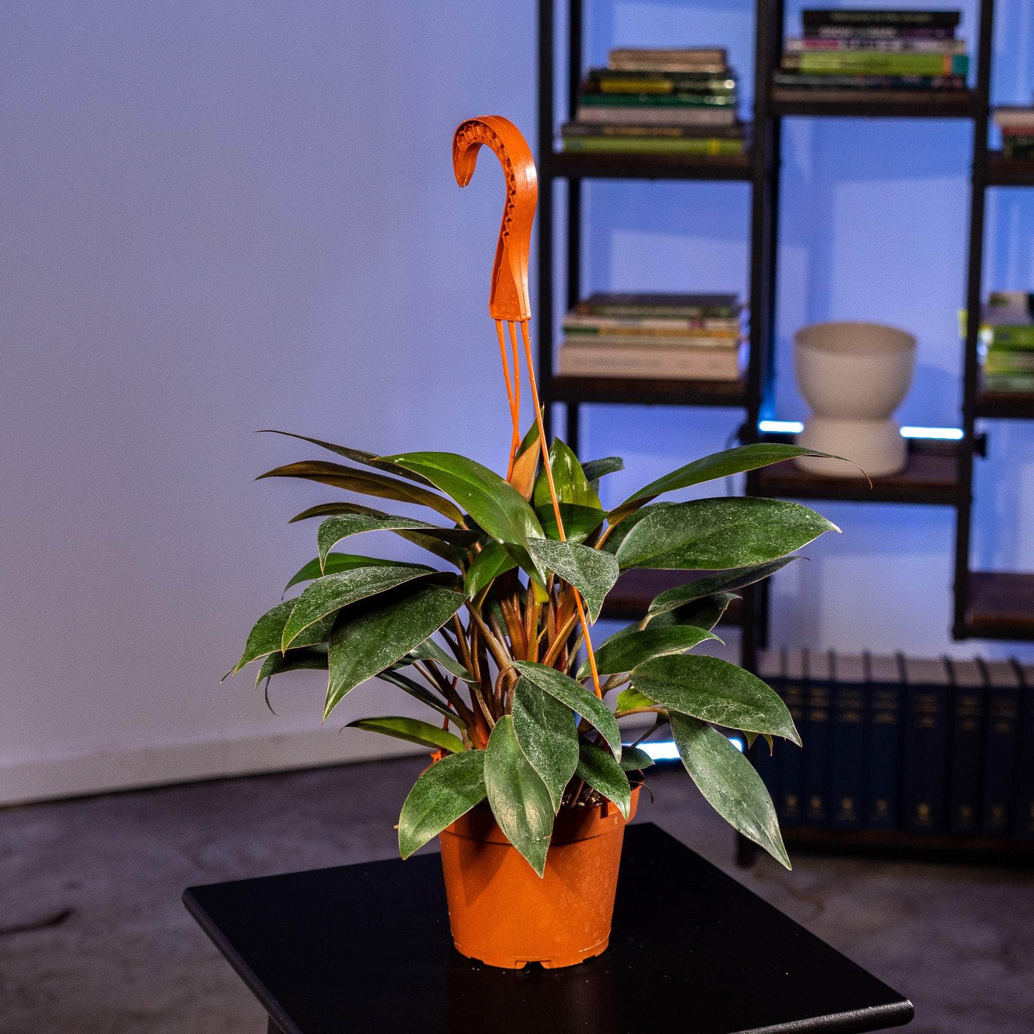 dwarf congo philodendron Philodendron 'Red Congo Mini'
