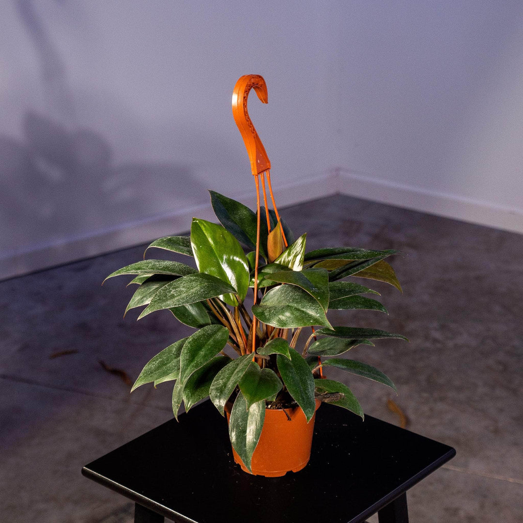 philodendron red congo petite Philodendron 'Red Congo Mini'