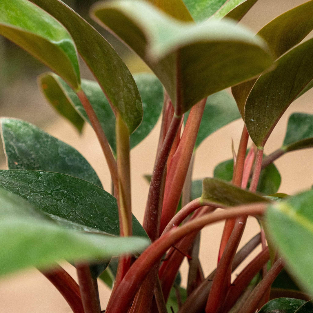 Gabriella Plants Philodendron Philodendron 'Red Congo Mini'
