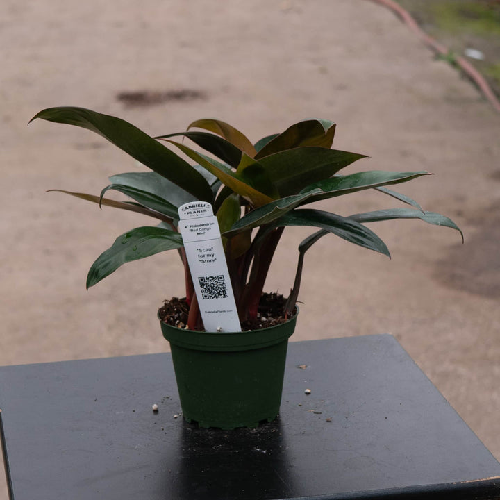 Gabriella Plants Philodendron 4" Philodendron 'Red Congo Mini'