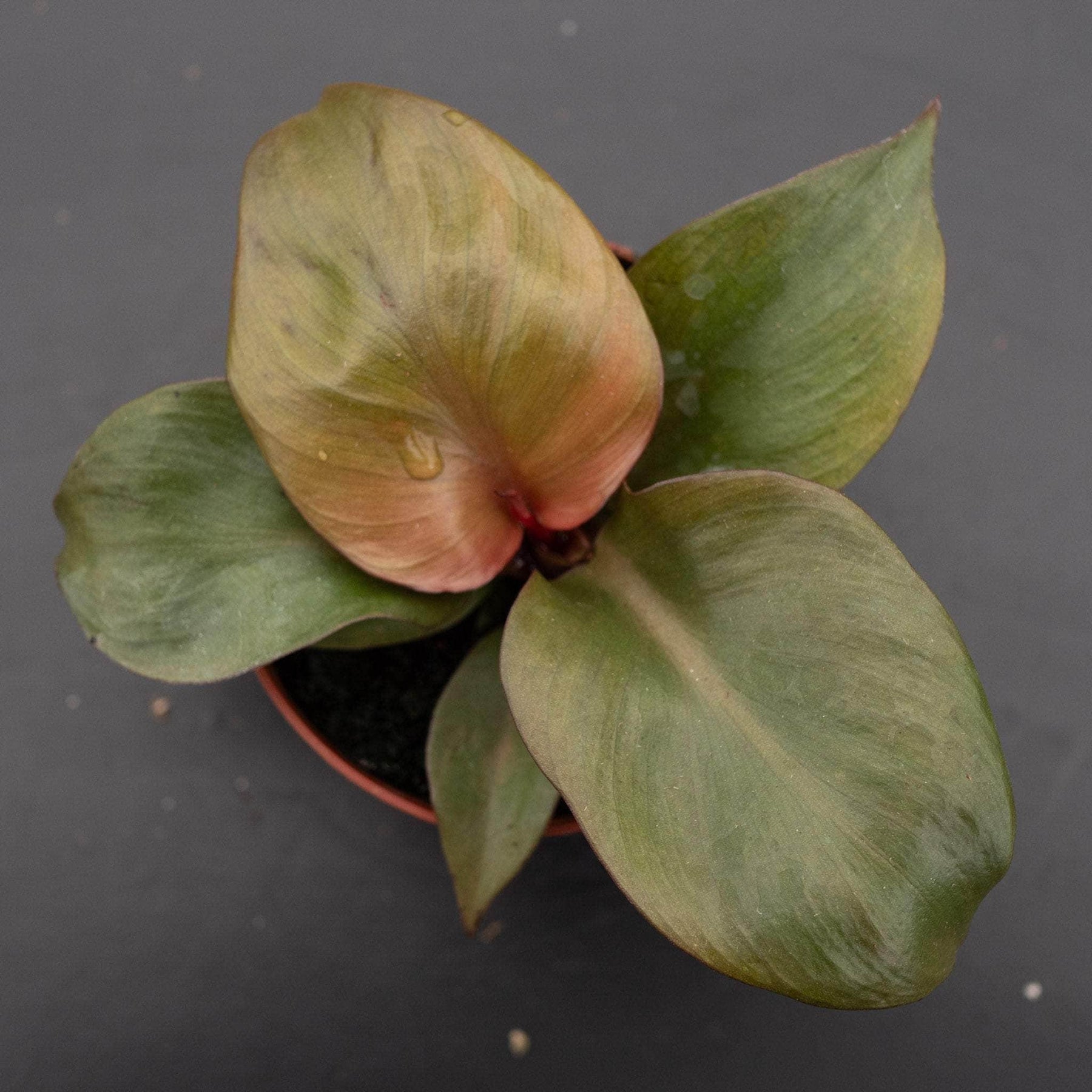 red heart philodendron Philodendron 'Red Heart'