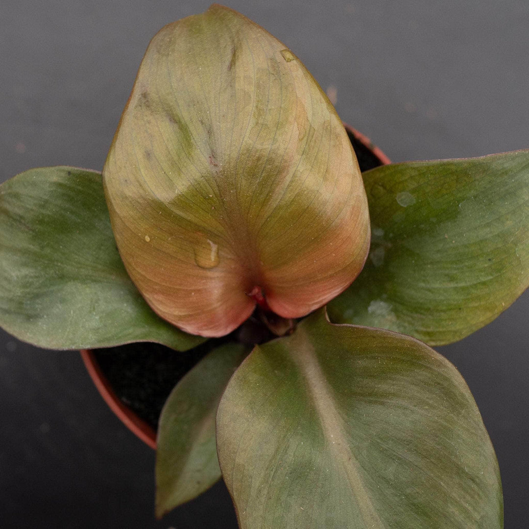 red heart philodendron plant Philodendron 'Red Heart'