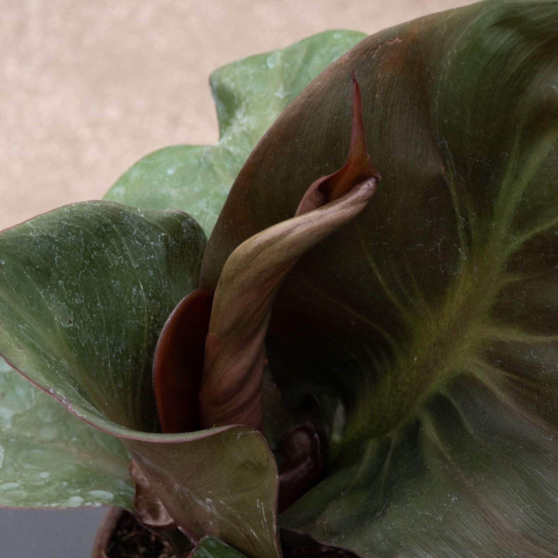 philodendron red heart for sale Philodendron 'Red Heart'