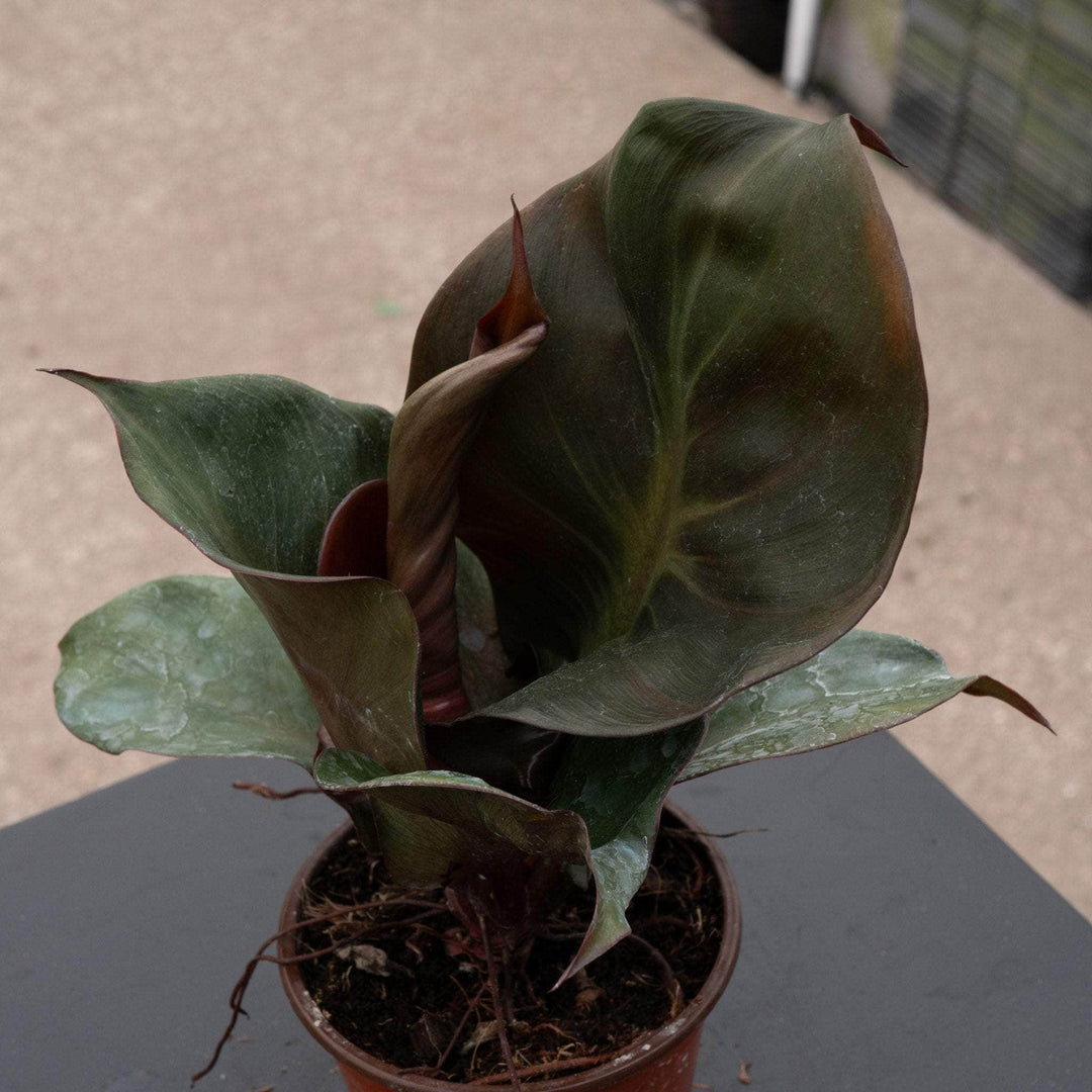 philodendron red heart mature Philodendron 'Red Heart'