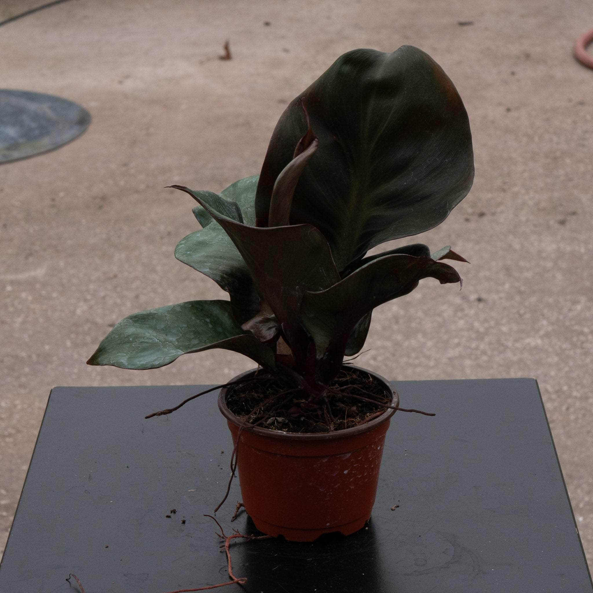 Philodendron 'Red Heart'