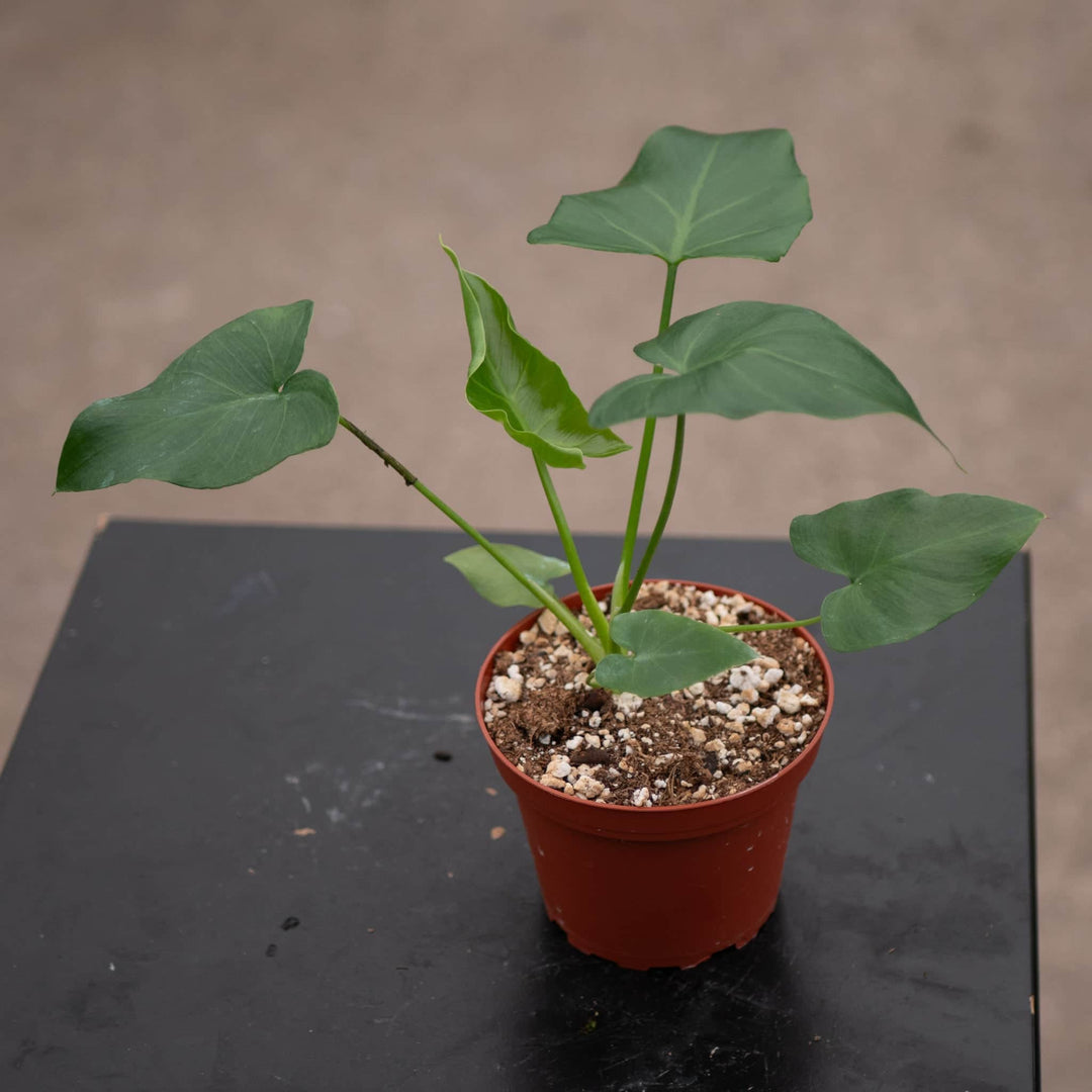 Gabriella Plants Philodendron 4" Philodendron 'Revolution'