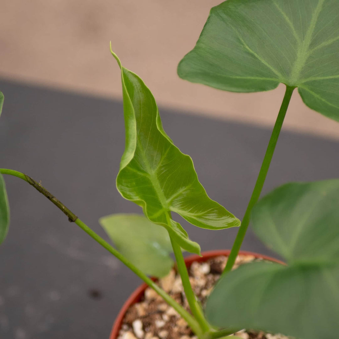Gabriella Plants Philodendron 4" Philodendron 'Revolution'
