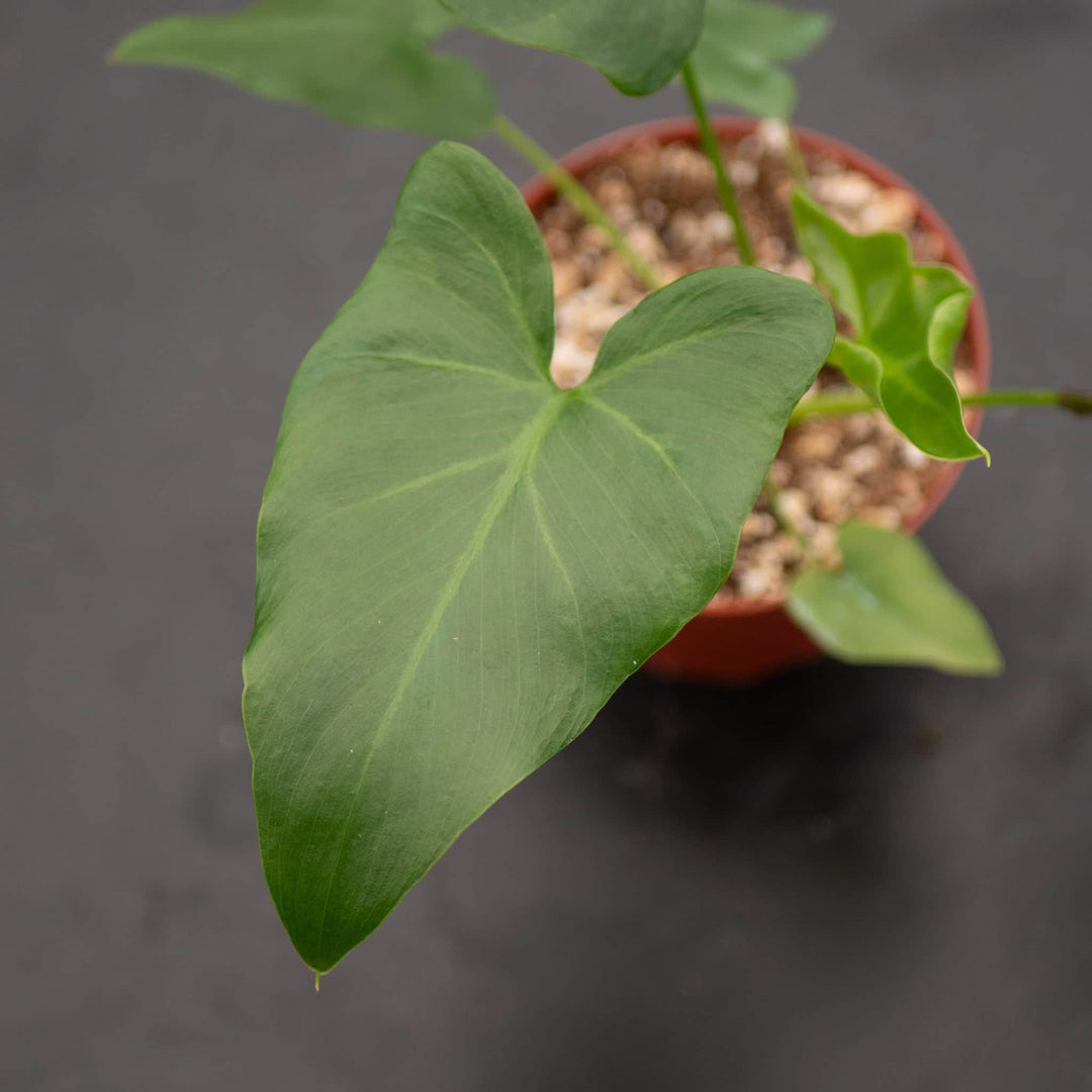 Gabriella Plants Philodendron 4" Philodendron 'Revolution'